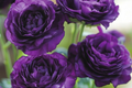 Mixed Lisianthus Flower Seeds - 300+ Eustoma grandiflorum Perennial Seeds for Garden & Cut Flowers