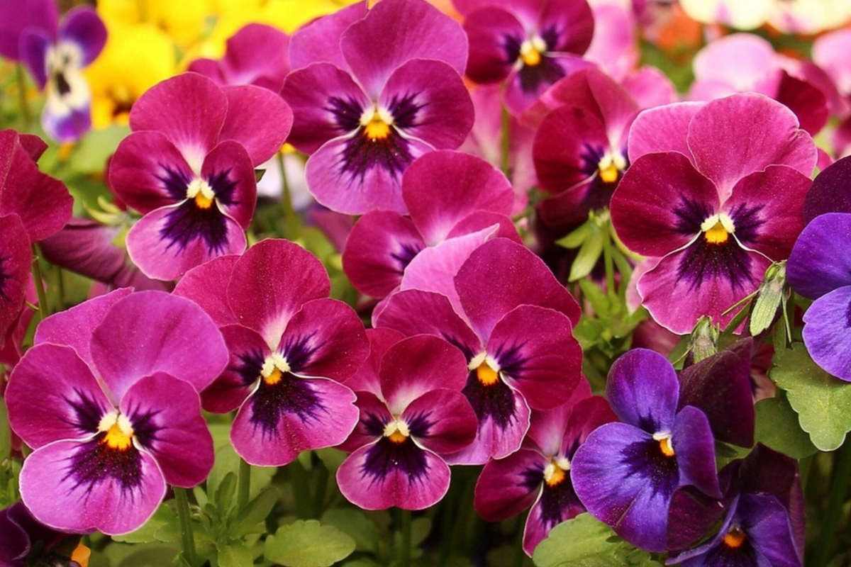 Swiss Giants Pansy Seeds - Pensee Mix Viola Wittrockiana Colorful Flower Seeds for Garden & Pots