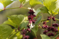 Himalayan Honeysuckle Seeds - Bulk 1000, Leycesteria formosa, Hardy Perennial for Borders & Pollinators