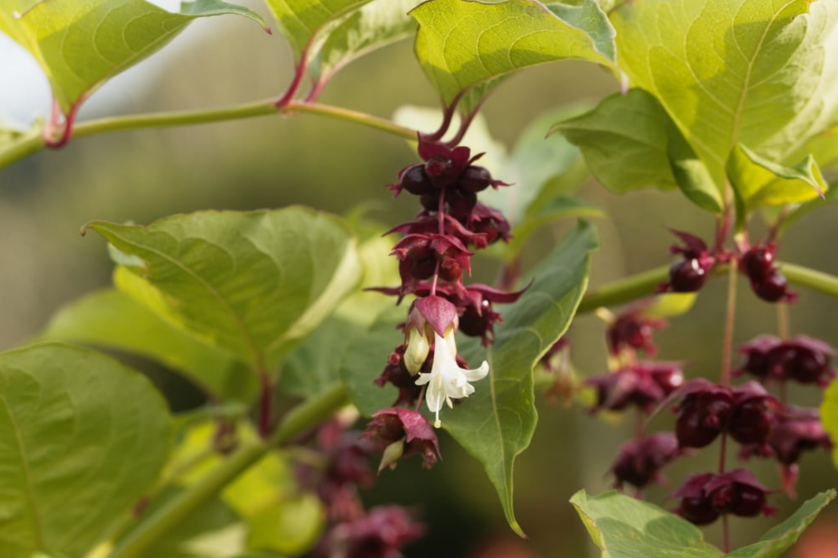 Himalayan Honeysuckle Seeds - Bulk 1000, Leycesteria formosa, Hardy Perennial for Borders & Pollinators