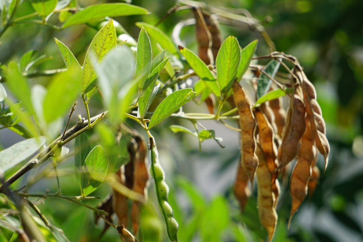 Organic Pigeon Pea Seeds, Heirloom Cajanus cajan, Florida-Grown, Non-GMO, Nutritious Legume for Sustainable Gardening