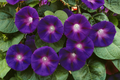 Morning Glory Seeds | 3" Deep Purple Flowers | Ipomoea purpurea | Climbing Vine, Non-GMO, Garden, Trellis