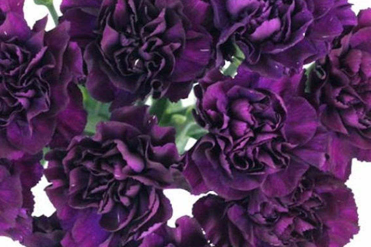 Carnation Seeds - Grenadin King of Blacks Flower Seeds - Dianthus caryophyllus - 1250 Count for Garden, Floral Arrangements