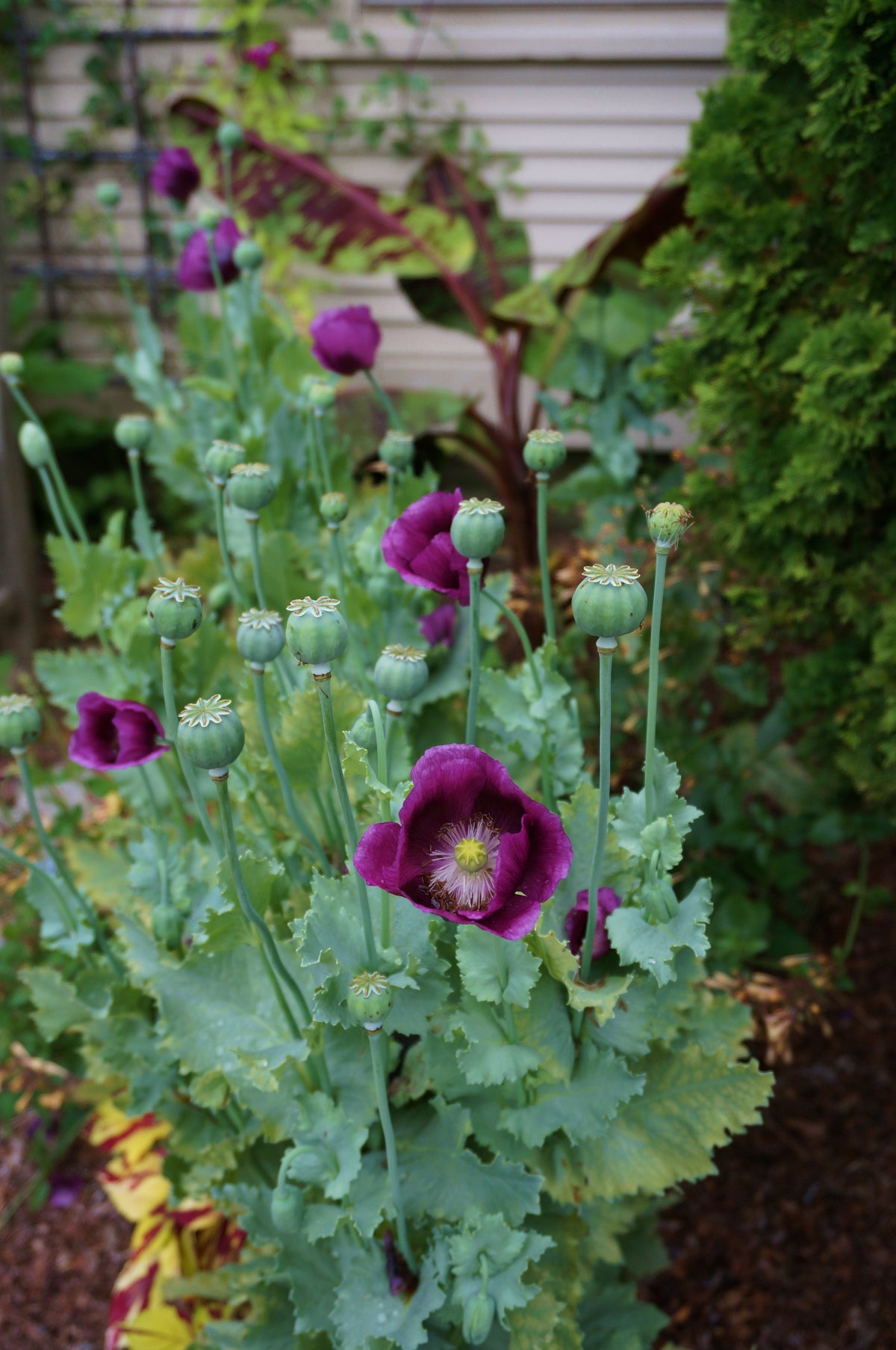 500 Lauren’s Grape Poppy Seeds - Beautiful Pods and Non-GMO Flower