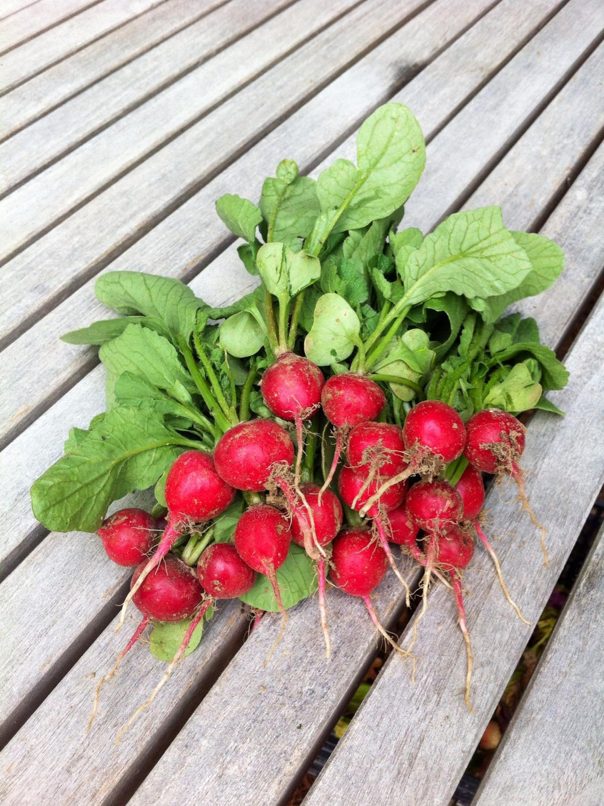 500 Cherry Belle Radish
