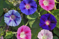 Morning Glory Climbing Vine Seeds - 100 Pack Mixed Colors Ipomoea tricolor, Annual Flower, Fast-Growing Garden Vine