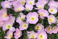 Showy Evening Primrose Seeds | Non-GMO Oenothera speciosa | Bulk Pack for Gardening, Attracts Pollinators