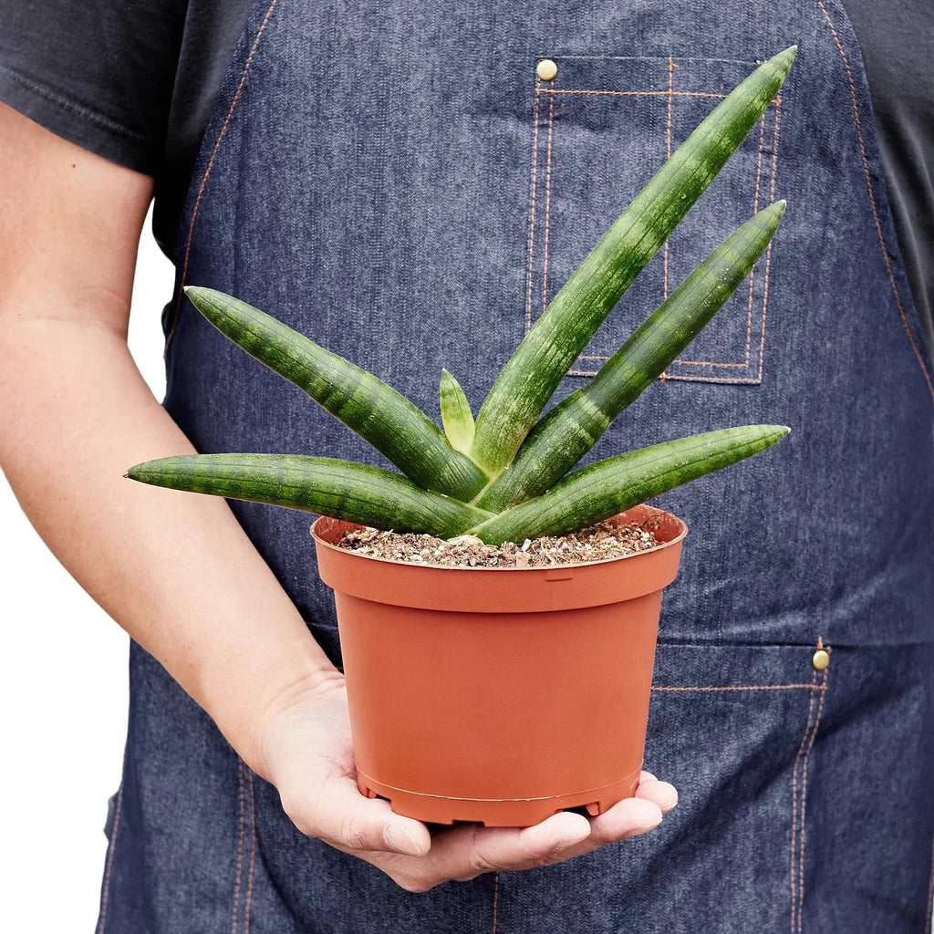 Snake Plant Starfish | Air-Purifying Cylindrical Sansevieria | House Plant Shop