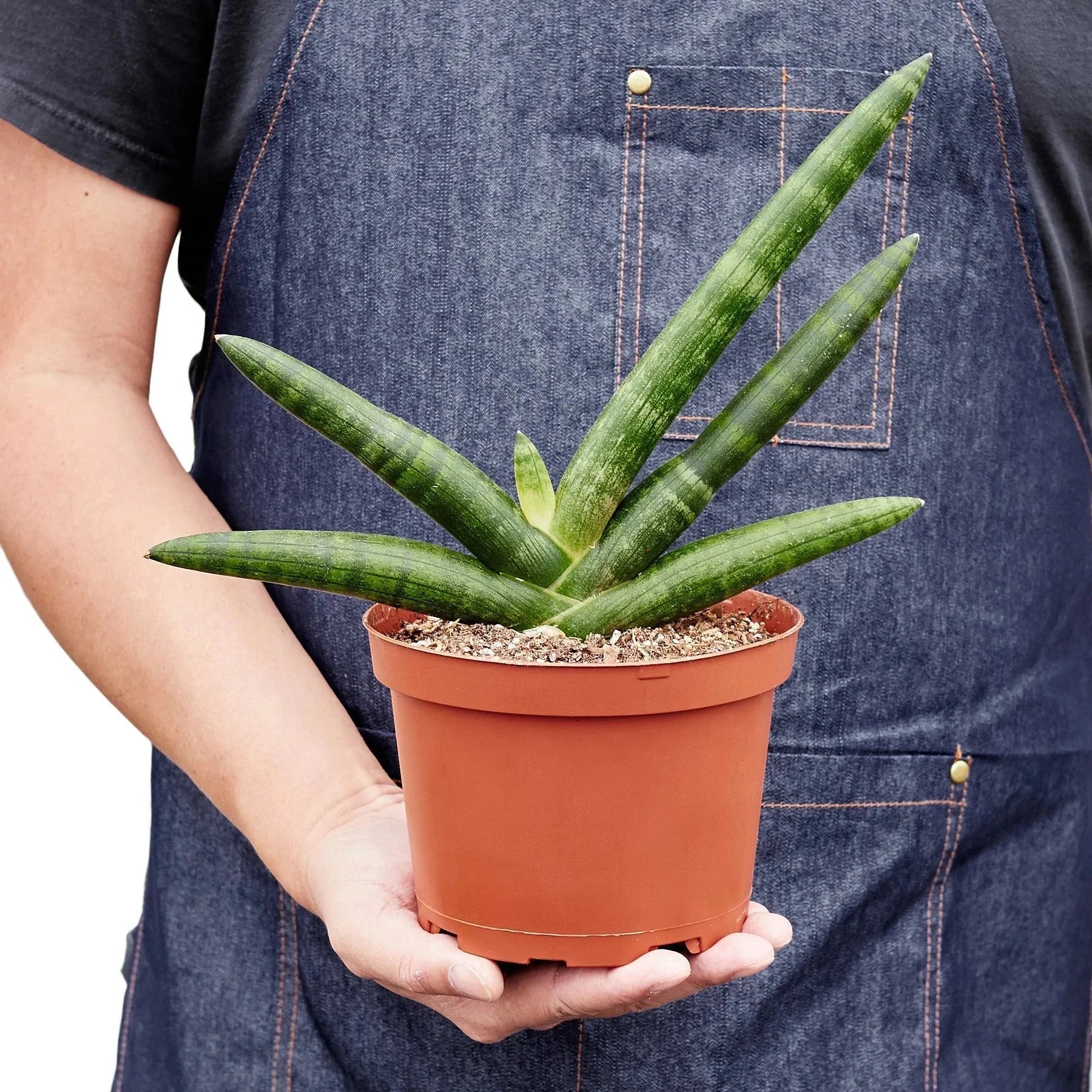 Snake Plant Starfish | Air-Purifying Cylindrical Sansevieria | House Plant Shop