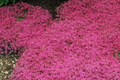 Red Creeping Thyme Seeds - 20,000+ Non-GMO Perennial Ground Cover - Thymus serpyllum 'Coccineus'