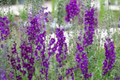 Verbascum Seeds - Purple Mullein Hybrids Mix - Flower Seeds for Borders & Wildflower Gardens - Verbascum Pheonicium