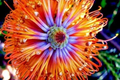 Lantern Fireworks Tree Seeds - Banksia ericifolia "Little Eric" - Rare Flowering Seeds for Drought-Tolerant Gardens