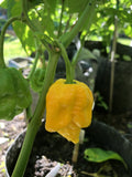 Big Yellow Mama - Seeds