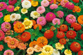 Calendula Seeds - Pacific Beauty Mix - Edible Flowers, Heirloom Calendula officinalis, Organic Gardening, Free Shipping
