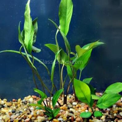 Assorted Anubias Plant Pack (3 or 5 Bare Root Plants)
