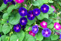 Morning Glory Flower Vine Seeds - Mix, Fast-Growing Climber, Ipomoea purpurea, Vertical Garden, Pollinator Attractant