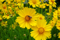 Lance Leaf Coreopsis Seeds, Bright Yellow Flowers, Non-GMO, 200-4,000 Seeds, Perennial, Coreopsis lanceolata, Free Shipping