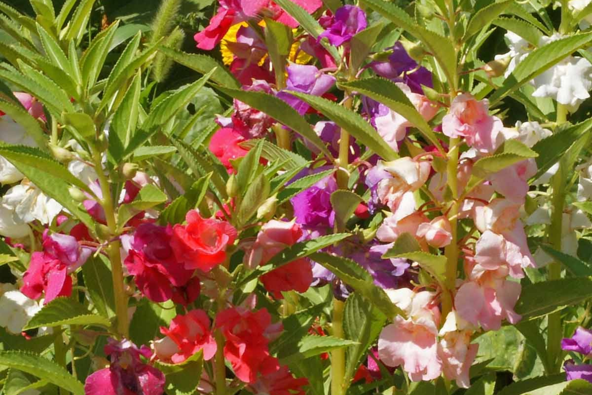 Tom Thumb Impatiens Seeds – Non-GMO Impatiens walleriana Flower Seeds for Containers & Gardens, Compact, Mixed Colors