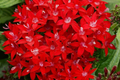 Pentas Seeds - 1000+ Lucky Star Perennial Pentas lanceolata for Garden, Borders, Containers, Butterfly & Hummingbird Attracting