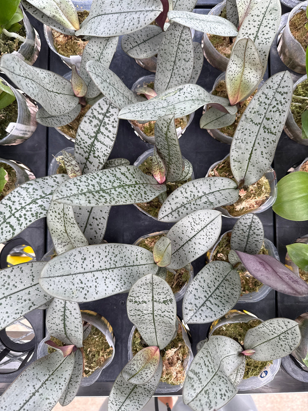 Phalaenopsis schilleriana (Silver Fox x Super Polar Bear E)