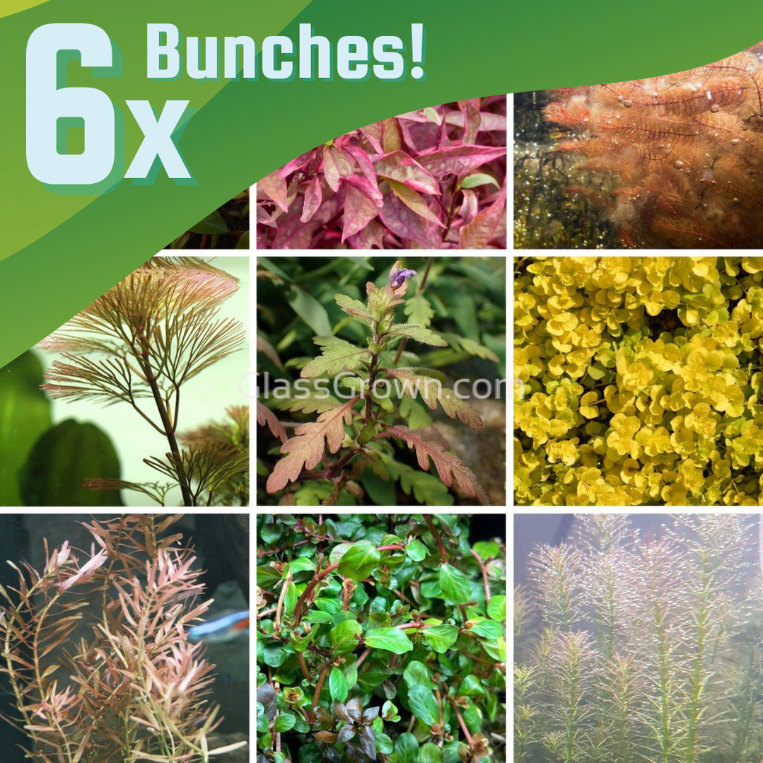 Grower's Choice High Light Plants (6 Bunches)