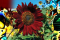 Velvet Queen Sunflower Seeds 1g | Deep Red Bronze Helianthus annuus for Borders & Pollinator Gardens