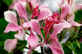 Pink Orchid Tree Seeds - Bauhinia monandra Tropical Butterfly Flower Rare Exotic Plant Seeds