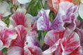 Streamer Mix Sweet Pea Seeds - Heirloom, Fragrant, Climbing Lathyrus odoratus, Non-GMO, Full Sun, Free Shipping