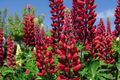 Red Russell Lupine Seeds - Perennial Flower Seeds for Borders & Cut Flowers - Lupinus polyphyllus