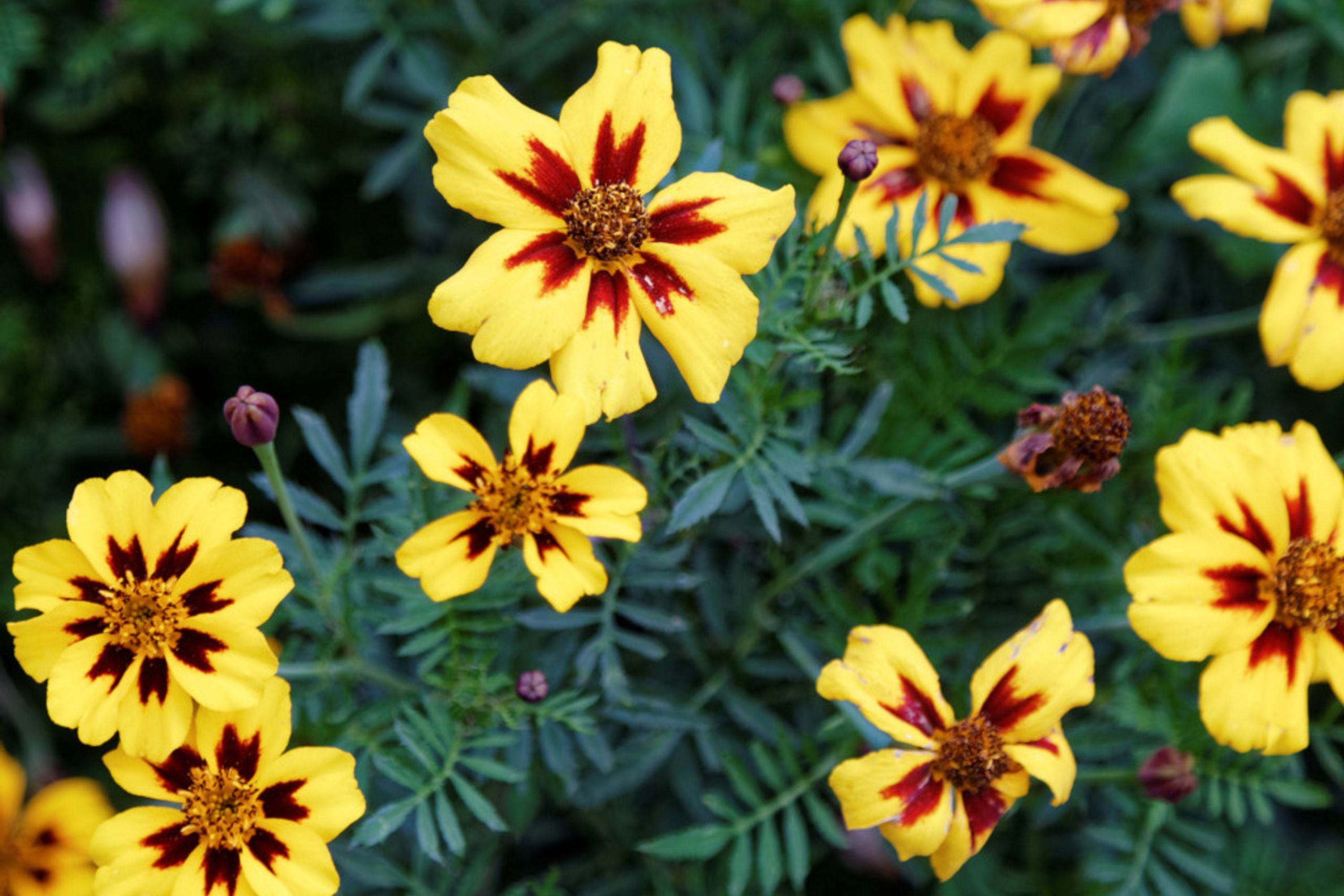 Dainty Marietta Dwarf Marigold Seeds, Tagetes patula, 10 Inches Tall, Yellow & Red Blooms, Pest Repellent, USDA Zones 1-10, Non-GMO