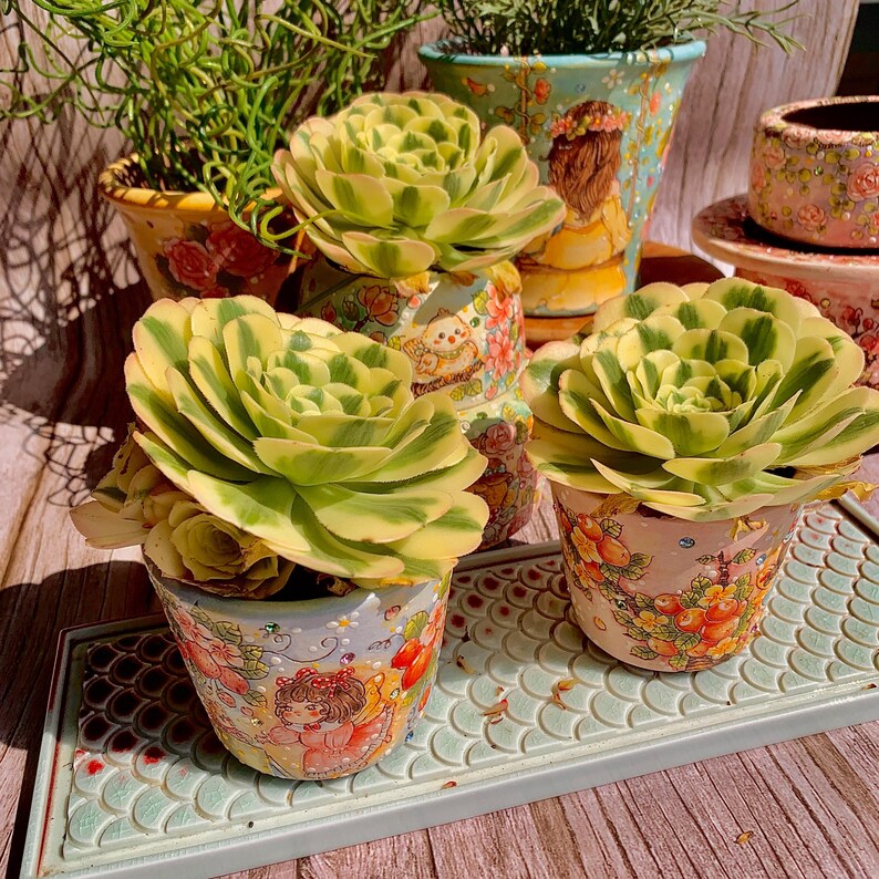 Father's Day Gift: Aeonium 'Maybach' Variegata - Tree-like Rosette Looks Like an Elegant  Floral