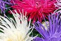 Ostrich Feather Aster Seeds Pack | Colorful Mix of Aster spp. | Annual Flower Seeds for Garden, Borders & Cut Flowers
