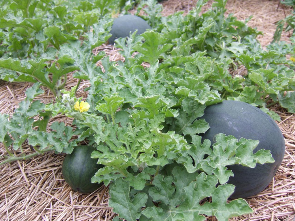 50 Sugar Baby Watermelon Seeds