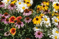 Bulk Wildflower Seed Mix - 187,500 Perennial Seeds for 1000 sq ft Cover, Native Plants for Eco-Friendly Gardens