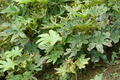 Fatsia Japonica 'Spider's Web' Live Plants, Variegated Fatsia, Shade Garden Plant, 2 Rooted Starters in 1 Qt Pots