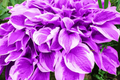 Purple Hosta Seeds - Perennial Plant Seeds for Shade Gardens - Hosta sieboldiana