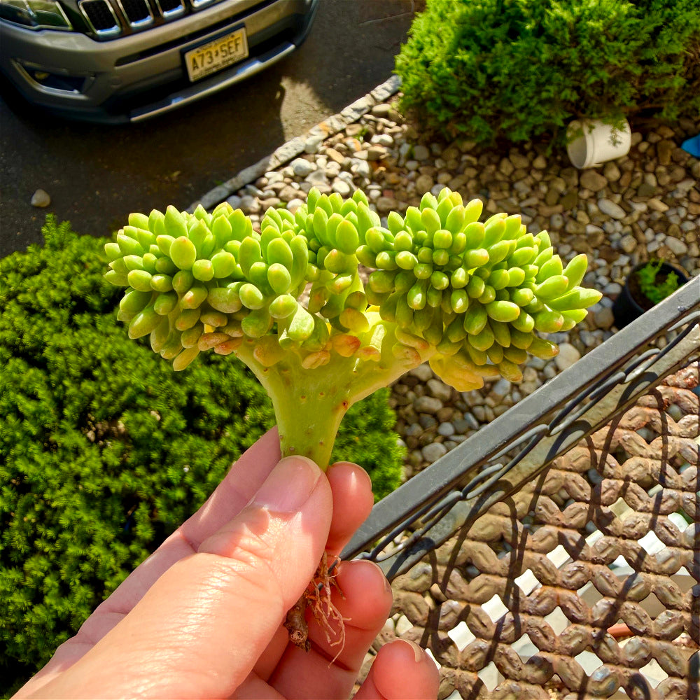 Sedum 'Alice Evans' Crested Crown Diameter 3"-3.5"