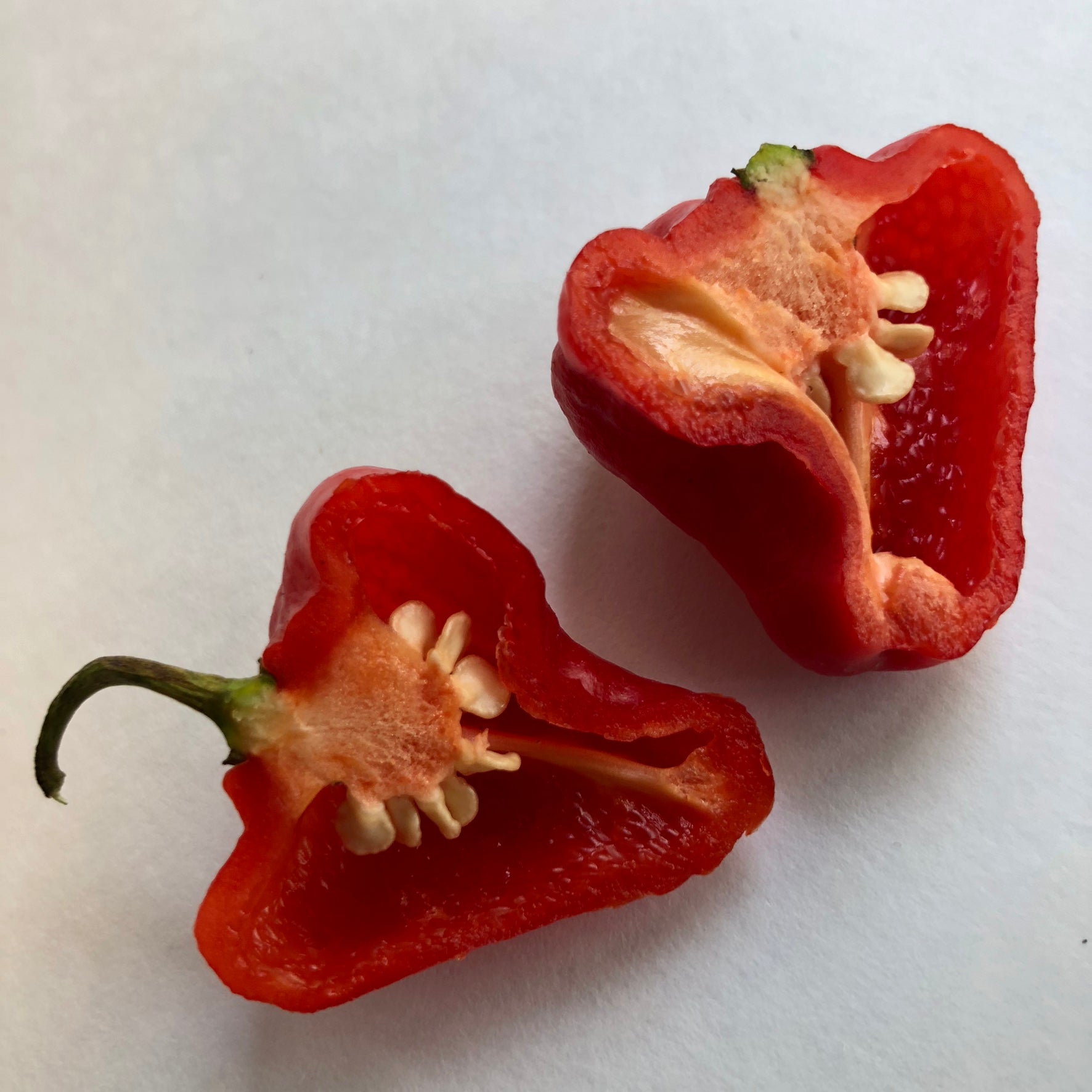 Aji Cachucha - Seeds