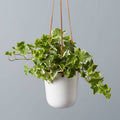 English Ivy 'Goldchild'
