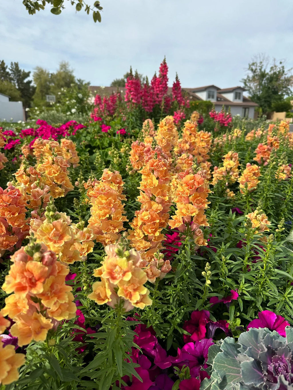 Snapdragon Twinny 'Peach' seeds