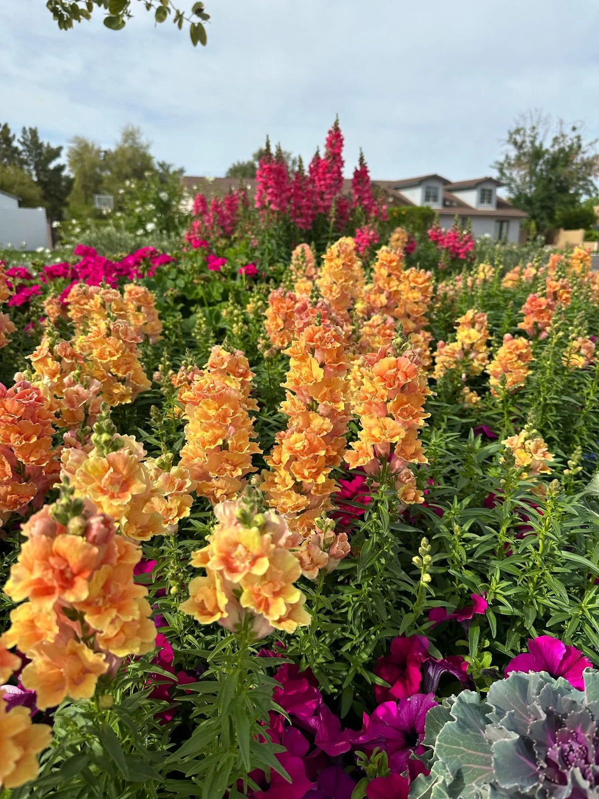 Snapdragon Twinny 'Peach' seeds