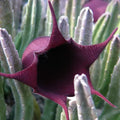 Black Bell Stapelia Live Starter Plant | Bareroot Huernia leendertziae Succulent | Rare Black Flower Carrion Plant