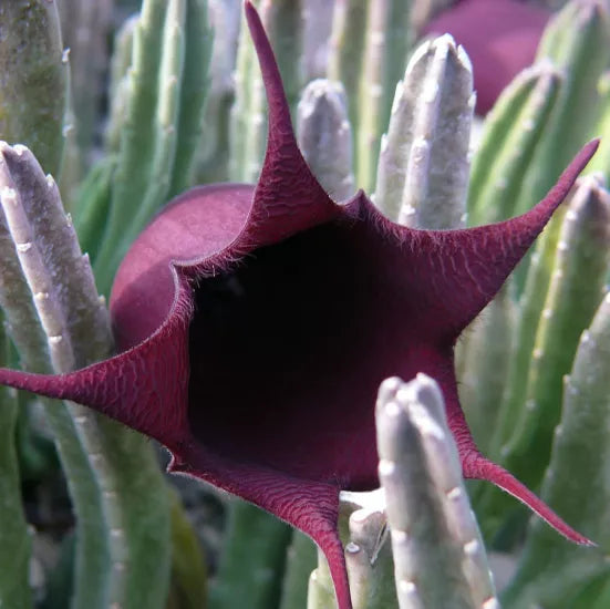 Black Bell Stapelia Live Starter Plant | Bareroot Huernia leendertziae Succulent | Rare Black Flower Carrion Plant