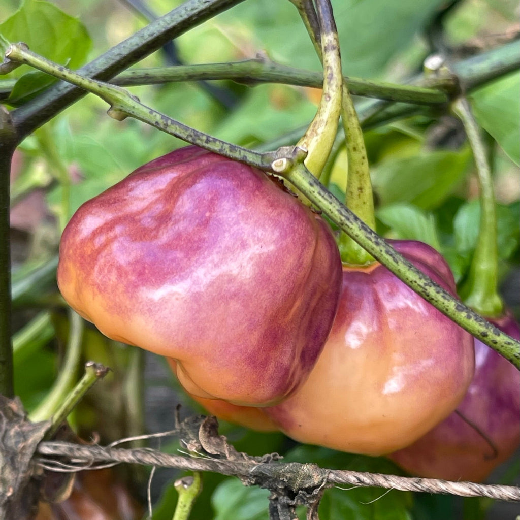 CGN 21500 - Seeds
