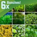 Grower's Choice Low Light Plants (6 Bunches)