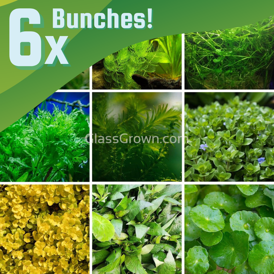 Grower's Choice Low Light Plants (6 Bunches)