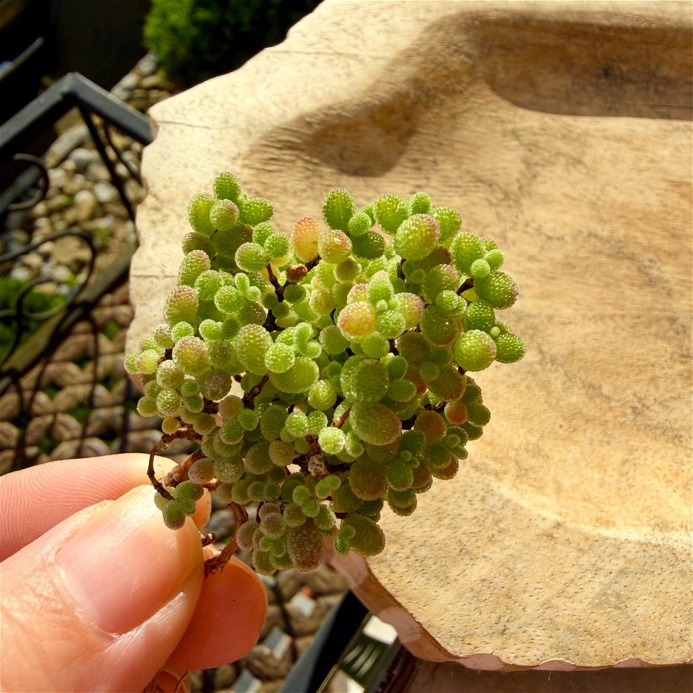 Beautiful Succulent Resemble Candy - Drosanthemum Globosum Cluster 2" - Rare Ice Sugar Ball Plant Mesemb