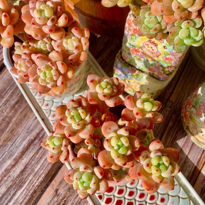 Sedum 'Clavatum' Multi-headed Clump-forming Succulents Approx. 3–3.5 inches Across