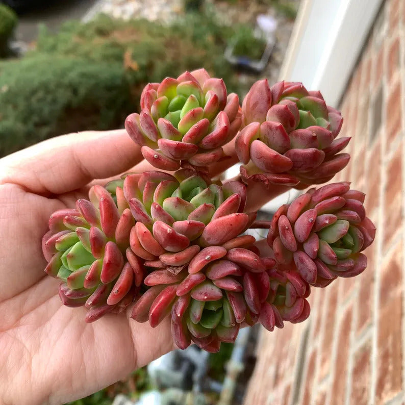 Father's Day Gift: Echeveria 'Fanta' - Rare Vibrant Succulent - Multi-stemed Dense Cluster of Plants