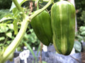 Candy Cane Pepper - Seeds